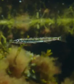 Northern Sennet thumbnail 3