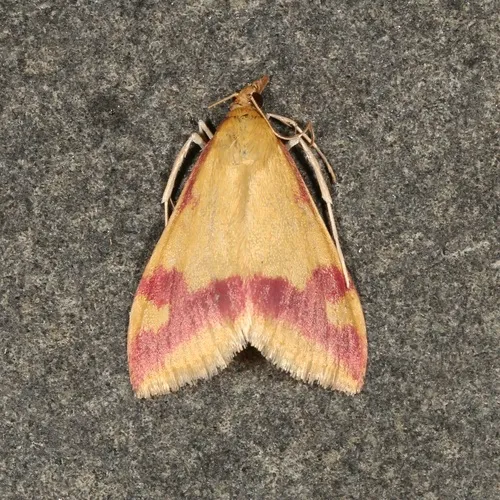 Pyrausta scurralis