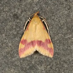 Pyrausta scurralis thumbnail 1