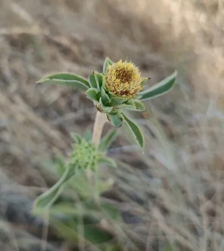 Large-flower Goldenweed
