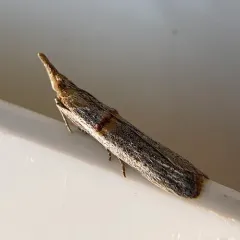 Gold-banded Etiella Moth thumbnail 4