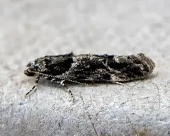 Lesser Bud Moth thumbnail 4
