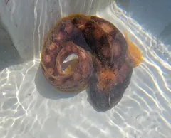 Ocean Pout thumbnail 4