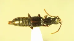 Vicelva vandykei thumbnail 1