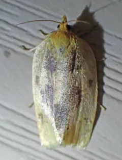 Clepsis flavidana thumbnail 1