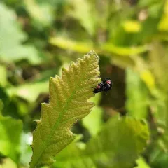 Eastern Babia thumbnail 4