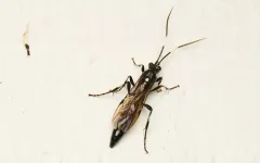 Orgichneumon calcatorius thumbnail 2
