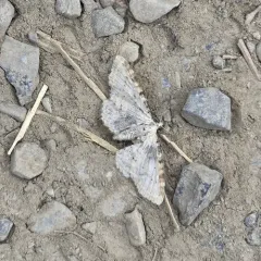Eupithecia cretaceata thumbnail 2