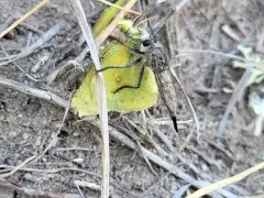 Columbia River Hammertail thumbnail 2