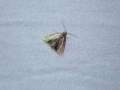 Pelochrista mediostriata thumbnail 1