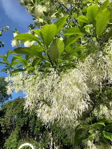 white fringetree