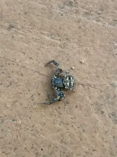 Multicolored Bark Crab Spider thumbnail 3