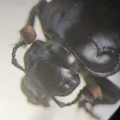 Nicrophorus obscurus thumbnail 4