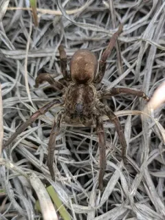 Carolina Wolf Spider thumbnail 3