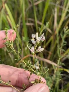 Nine-anther Prairie Clover thumbnail 3