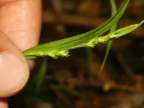 Eastern Narrowleaf Sedge