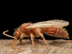 Odontophotopsis melicausa thumbnail 3