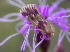 Bleeding Flower Moth thumbnail 4