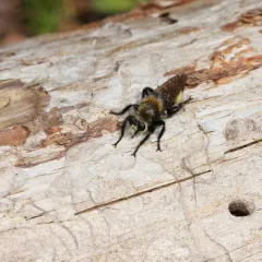 Remarkable Laphria thumbnail 4