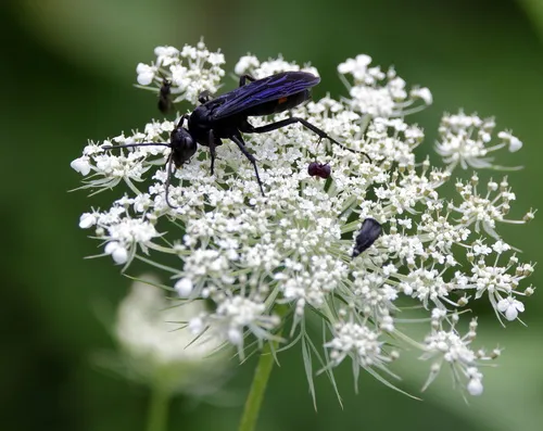 Anoplius semicinctus