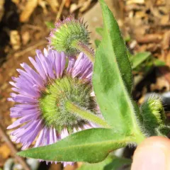 Three-nerve Fleabane thumbnail 3