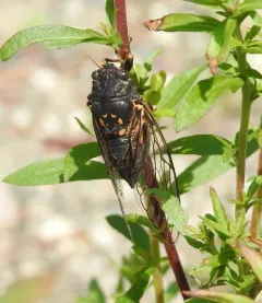 Aspen Cicada thumbnail 3