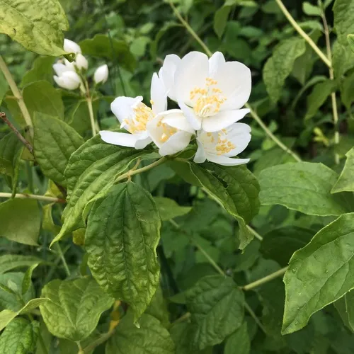 Lewis' mock orange