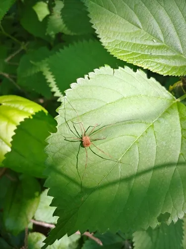 Golden Harvestman