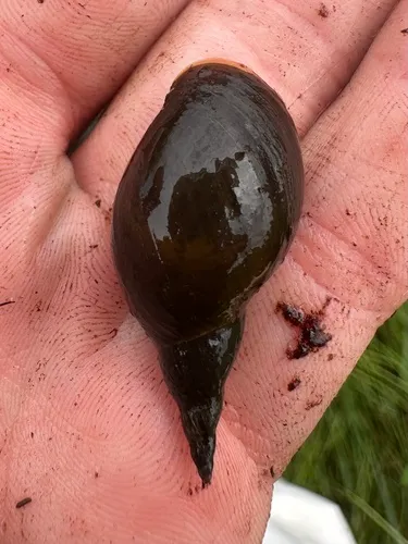 Lymnaea jugularis