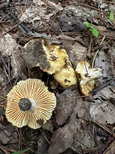 Russula earlei