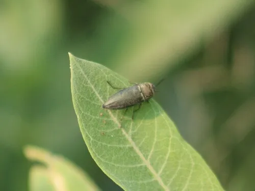 Gyascutus fulgidus