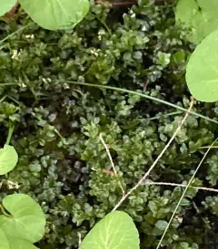 River Thyme Moss thumbnail 4