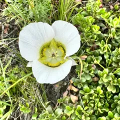 Gunnison's Mariposa Lily thumbnail 1