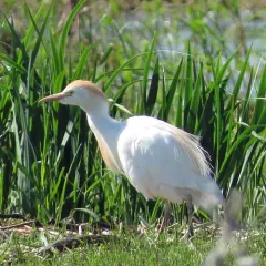 Western Cattle-Egret thumbnail 3