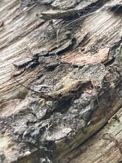 Rocky Mountain Golden Bristletail thumbnail 4
