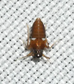 Pissonotus guttatus thumbnail 3