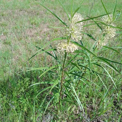 tall green milkweed