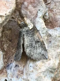 Euthyatira semicircularis thumbnail 2