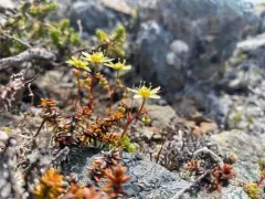 Taylor's Saxifrage thumbnail 2