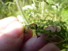 Entomophthora syrphi thumbnail 4