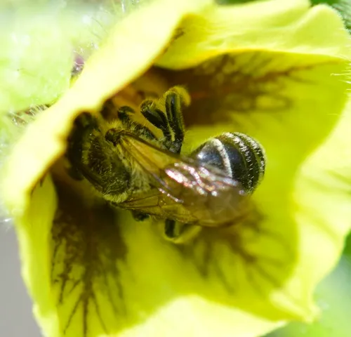 Broad-footed Cellophane Bee