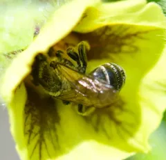 Broad-footed Cellophane Bee thumbnail 1