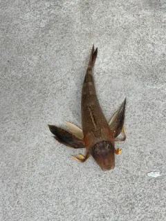 Northern Searobin thumbnail 2