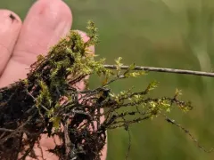 Yellow Starry Fen Moss thumbnail 2