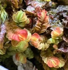 Taylor's Flapwort thumbnail 3