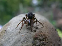 Common West Coast Woodland Spider thumbnail 4