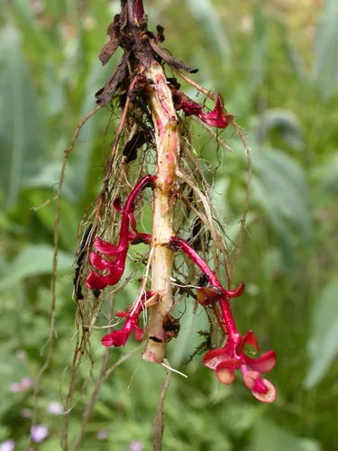 Oregon fireweed