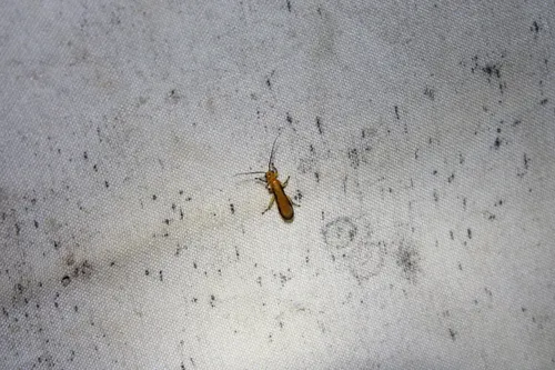 Yelicones nigromarginatus