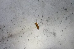 Yelicones nigromarginatus thumbnail 1