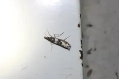 Prionapteryx achatina thumbnail 1